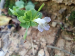 Vandellia setulosa