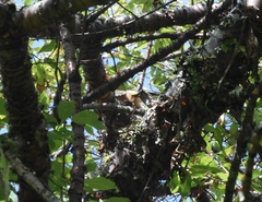 Trochalopteron elliotii