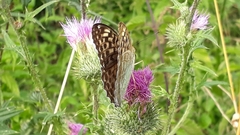 Argynnis paphia valesina