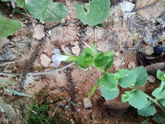 Vandellia setulosa