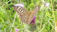 Argynnis paphia valesina