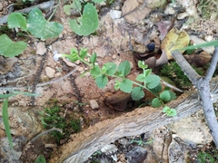 Vandellia setulosa