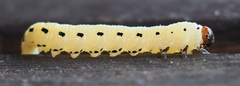 Diprion pini