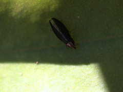 Cephaloconus tenebrosus