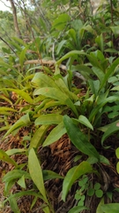 Eurybia surculosa