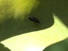 Cephaloconus tenebrosus