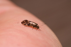 Stenopsocidae
