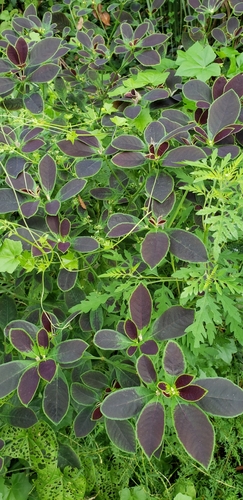 Euphorbia heterophylla