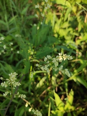 Artemisia anomala