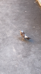 Turdus pilaris