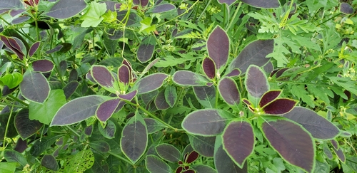 Euphorbia heterophylla
