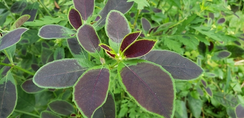 Euphorbia heterophylla