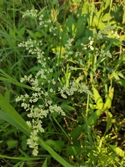 Artemisia anomala