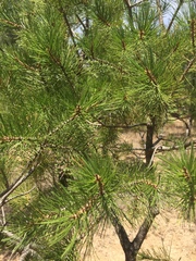 Pinus cembroides lagunae