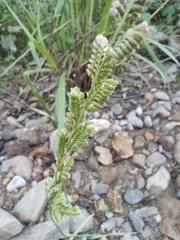 Beckmannia syzigachne