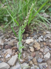 Beckmannia syzigachne