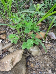 Ranunculus chinensis