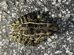 Lithobates palustris