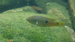 Hemichromis