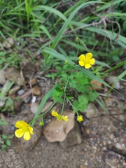 Ranunculus chinensis
