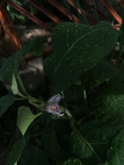 Solanum melongena