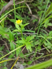 Ranunculus chinensis