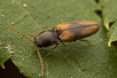 Horistonotus curiatus