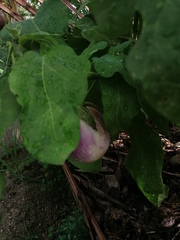 Solanum melongena