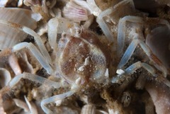 Hymenosoma orbiculare