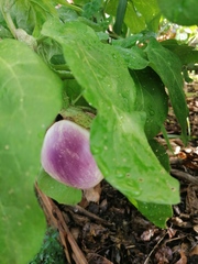 Solanum melongena