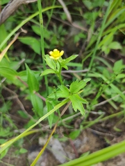 Ranunculus chinensis