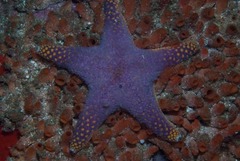 Callopatiria formosa