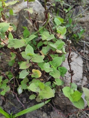 Persicaria thunbergii
