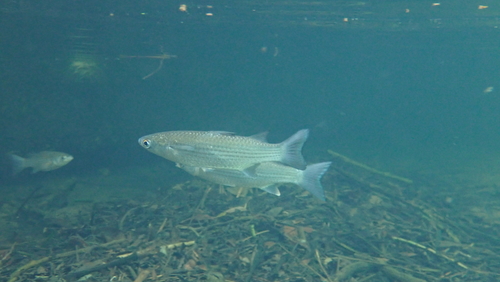 Greenback mullet (Chelon subviridis) — Mugilidae