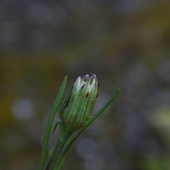 Erigeron elatus