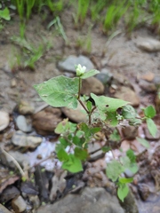 Persicaria thunbergii