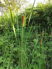 Typha orientalis