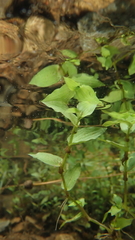 Sphaerocaryum malaccense