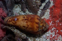 Conus algoensis image