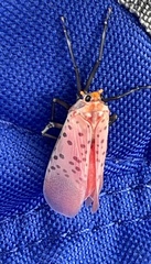 Lycorma delicatula