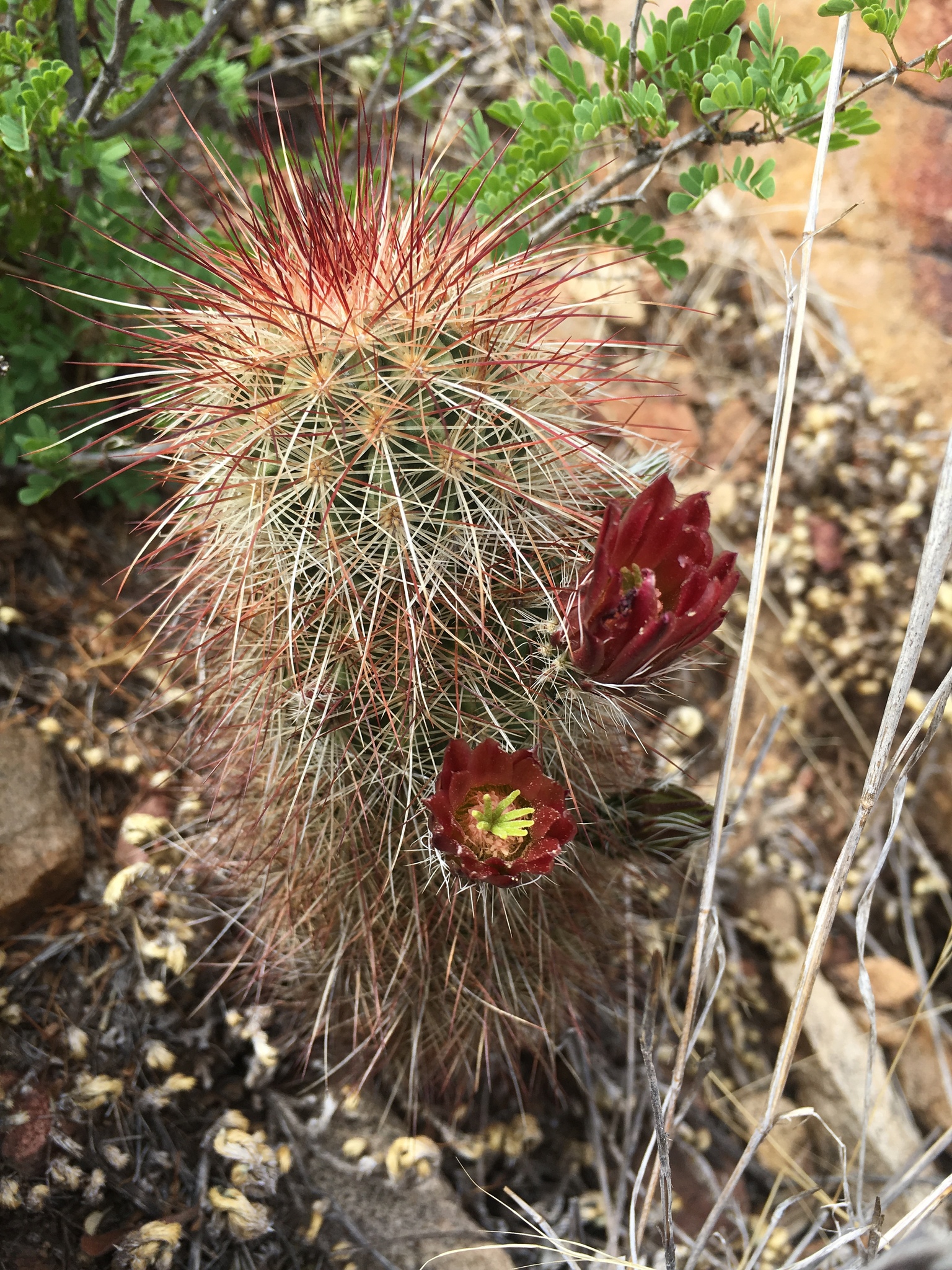 Echinocereus russanthus russanthus