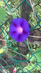 Ipomoea purpurea