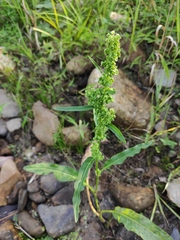 Rumex trisetifer