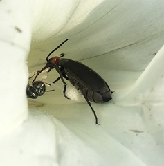 Epicauta atrata