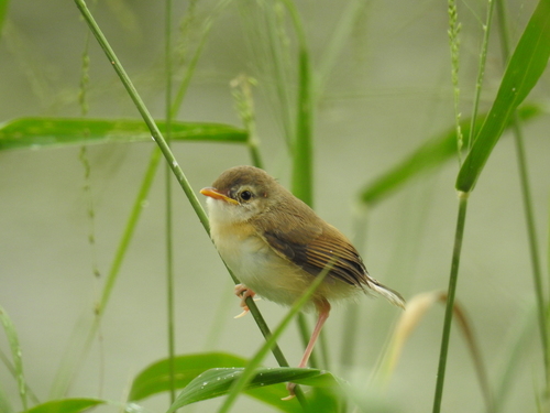 Prinia inornata