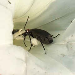 Epicauta atrata