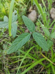 Glycine max soja