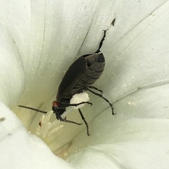 Epicauta atrata