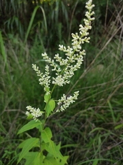 Artemisia anomala