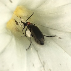 Epicauta atrata